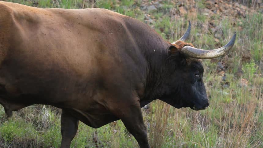 A bull walks alone through a field