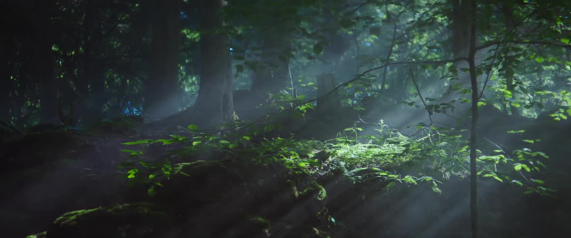 Sun rays streak across foggy shadowed undergrowth of forest