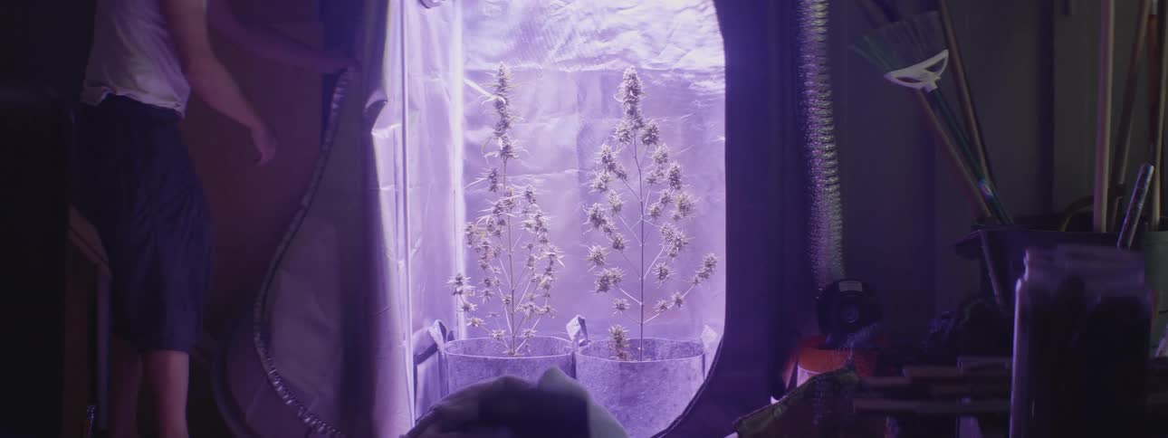 A man unzips a door to reveal two large plants in pots