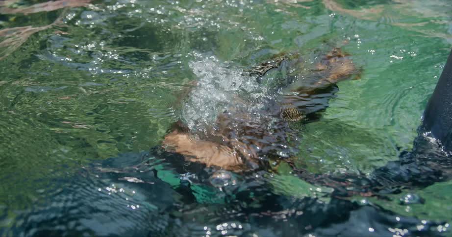 A woman with goggles diving underwater