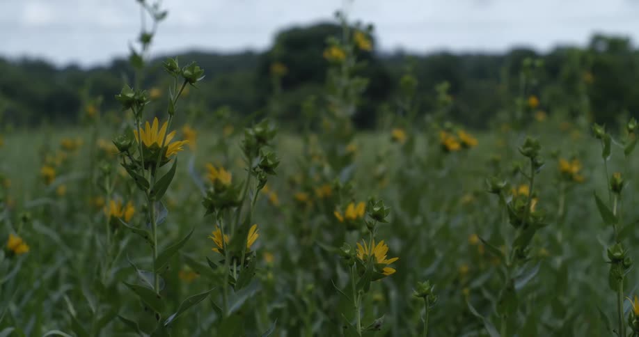 Yellow flowers outside