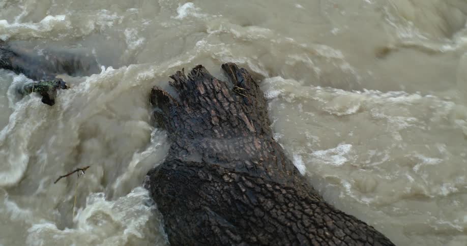 Murky river water flows over a fallen log