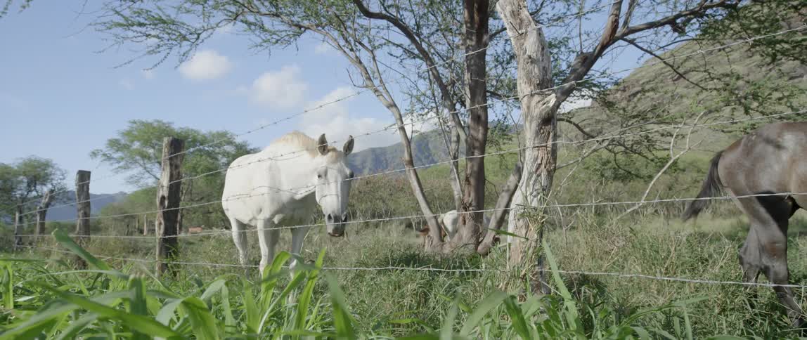 A white horse grazing behind a barbed wire fence