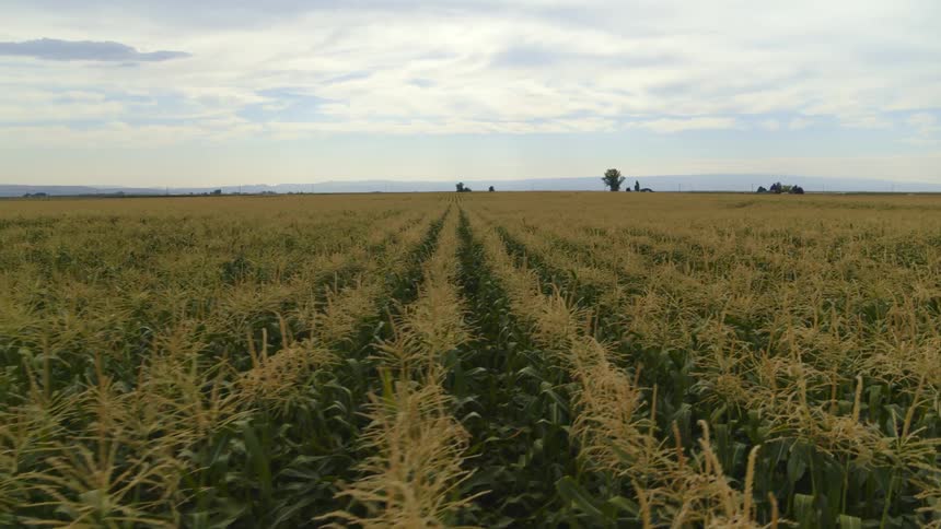Slow traverse over rows of corn plants growing on vast open farmland