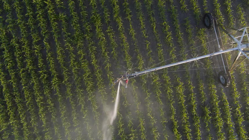 Birds eye view of an irrigation sprinkler watering young corn plants