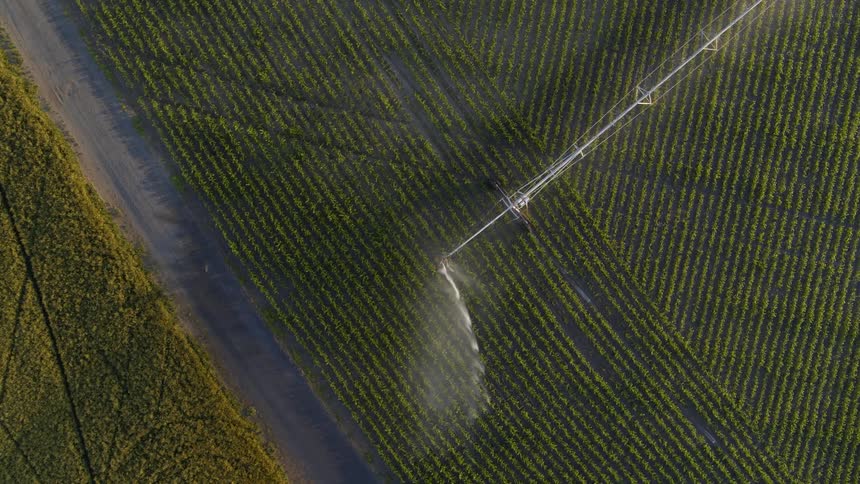 A large sprinkler waters rows of growing crops on a farm
