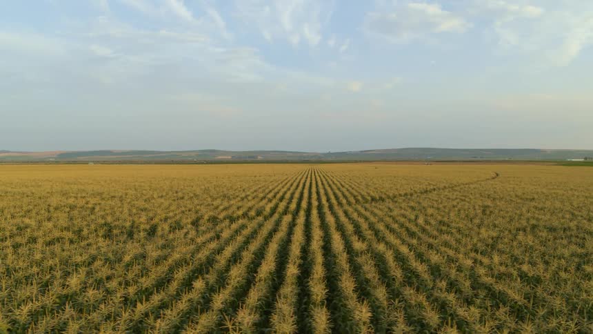 Perpendicular traverse across a large field of corn with foothills in the distance under a beautiful sky