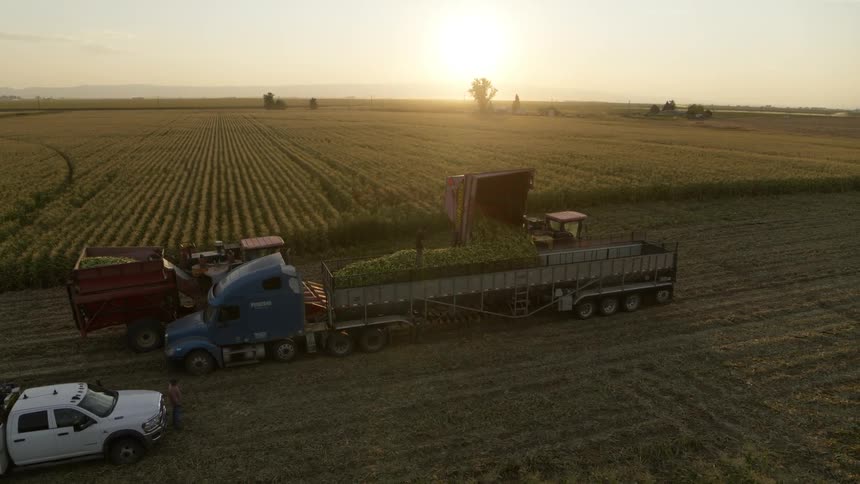 A combine lines up to offload ears of corn into a trailer during the harvest