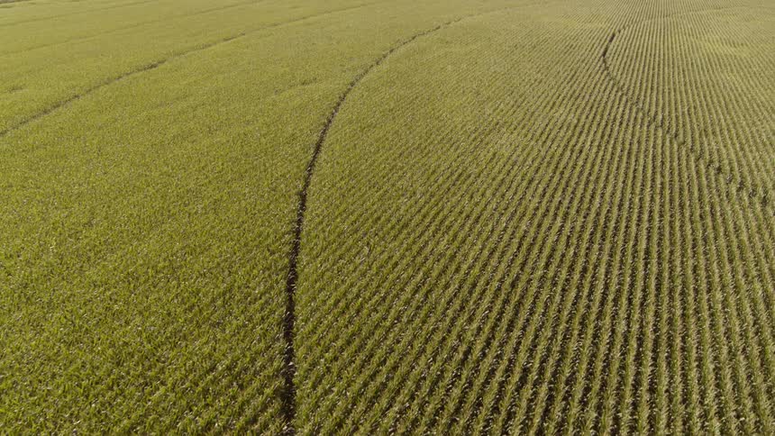 Traverse over long rows of tall corn with concentric circles from a pivot irrigator