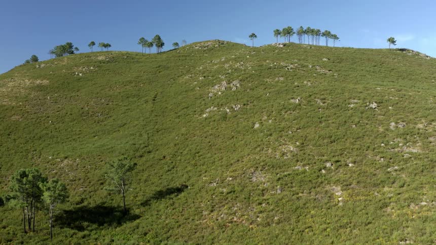 Grass covered hills and trees under a clear sky