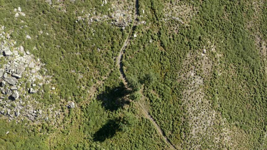 Aerial view of grassland with trees