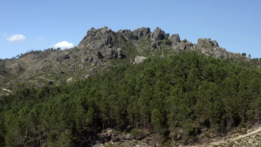 The forest is on the mountain hill