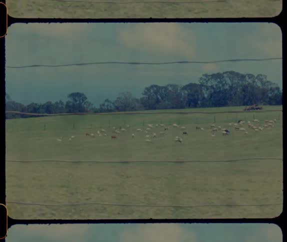 Sheep in a field