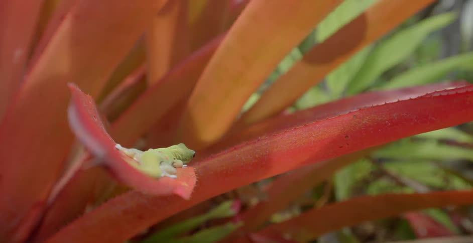 A salamander sits on a red leaf