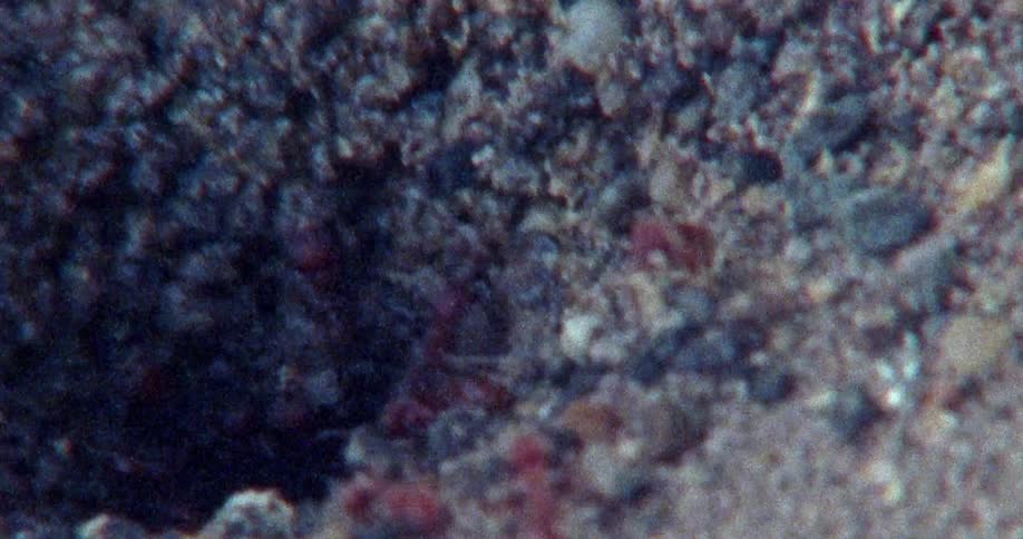 Ants wanders around the nest