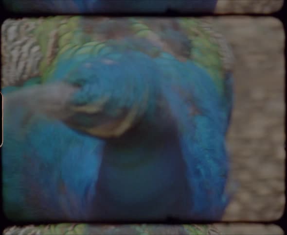 Peacock pecking