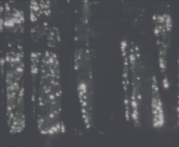 A forest with trees and leaves with the sky and clouds in the background