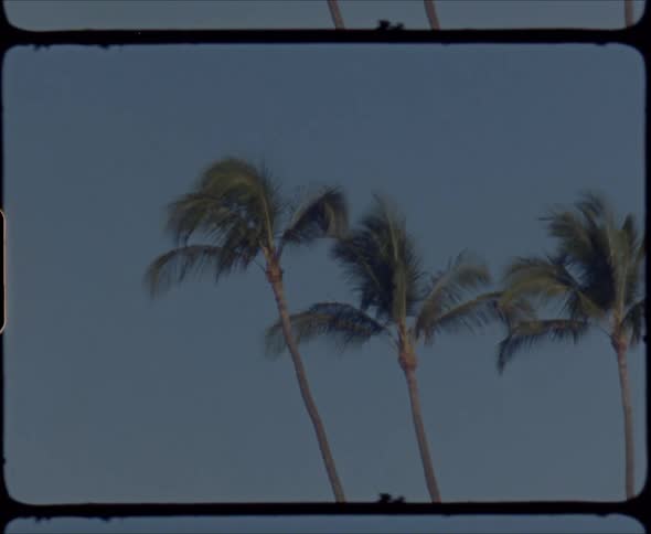 Four palm trees in the wind in the clear sky