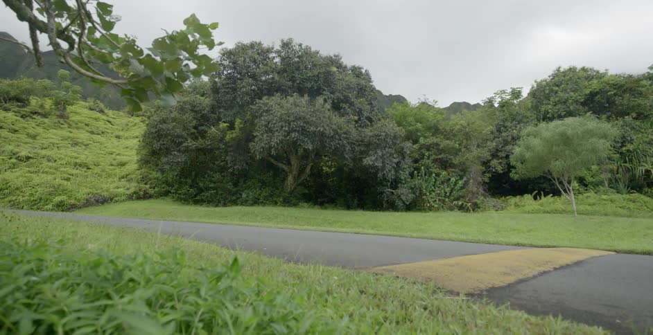 A small road next to a grassy and tree covered area