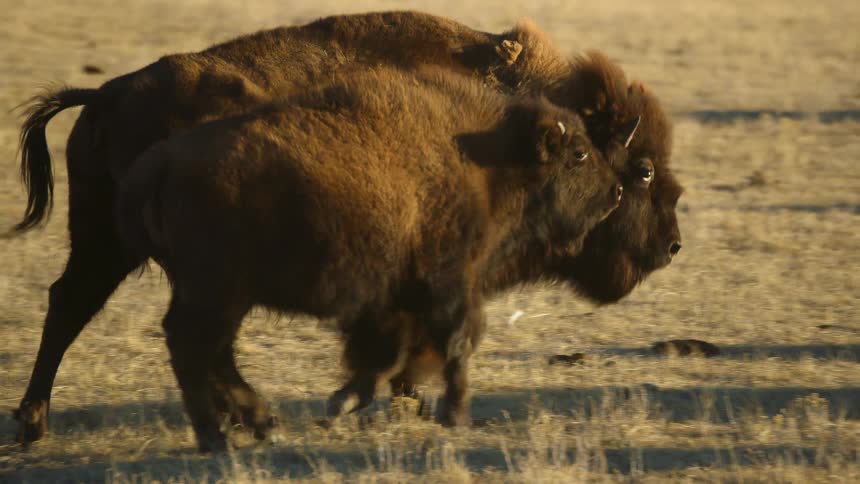 Buffaloes walking on a grassy field
