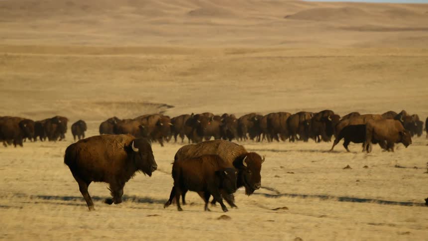 Herd of bison or buffallo galloping on the yellow plains