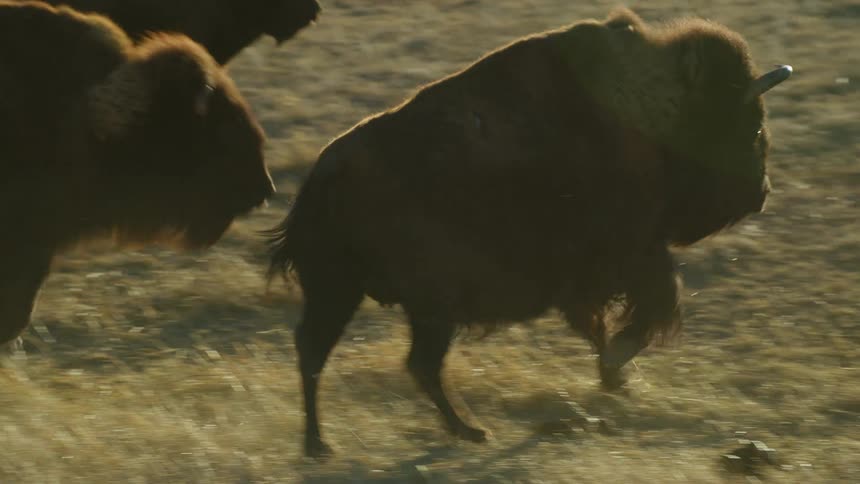 Buffaloes running on a grassy field