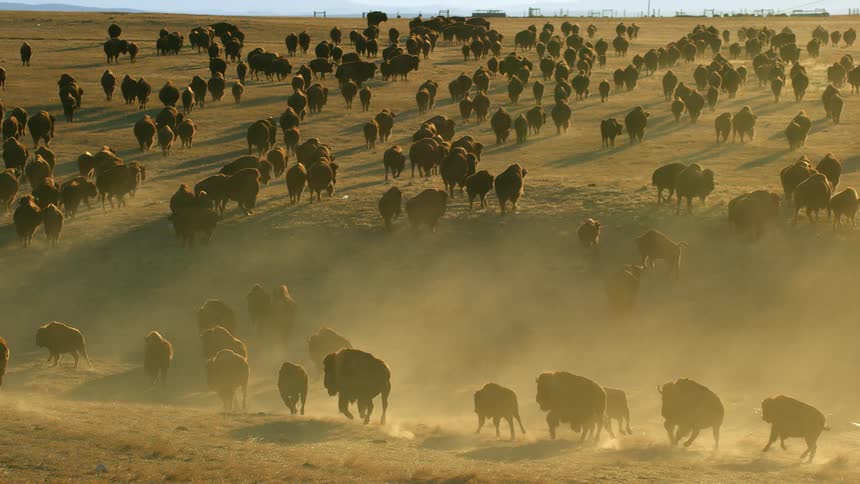 Buffalo kick up dust as they run across the land