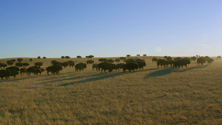 A herd of bison walk across a field