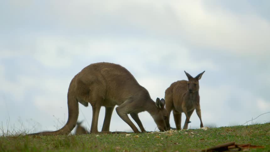 A kangaroo hops behind two grazing kangaroos
