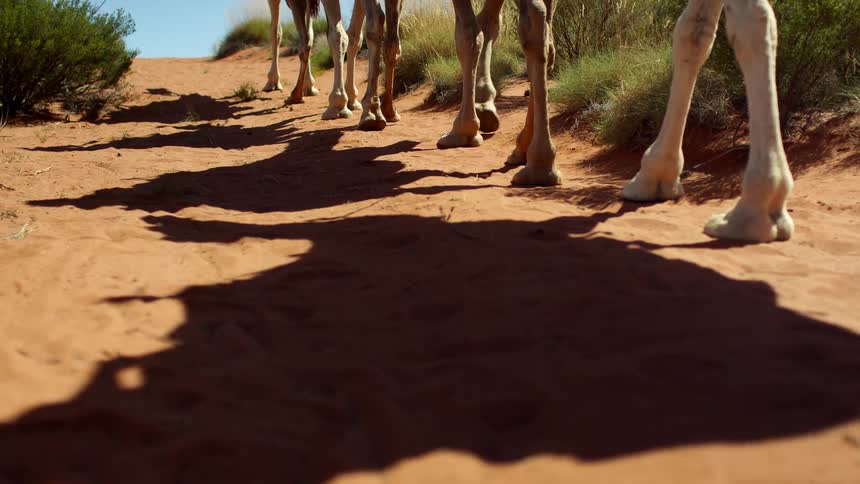 Group of camels walking on a desert road at daytime
