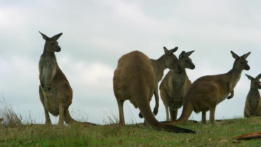 A mob of kangaroos stops grazing and become alert and watchful