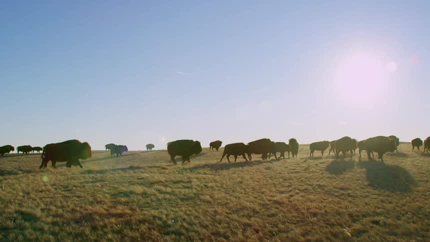 Aeial view of bison and buffallo galloping on the fields under the sun
