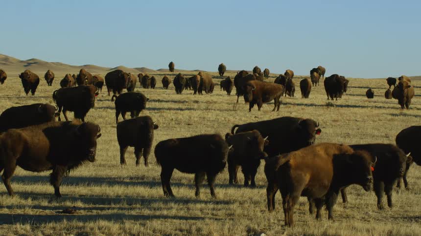 An aerial view of a herd of buffalo standing in a grassy field during the day with a mountain ridge in the background
