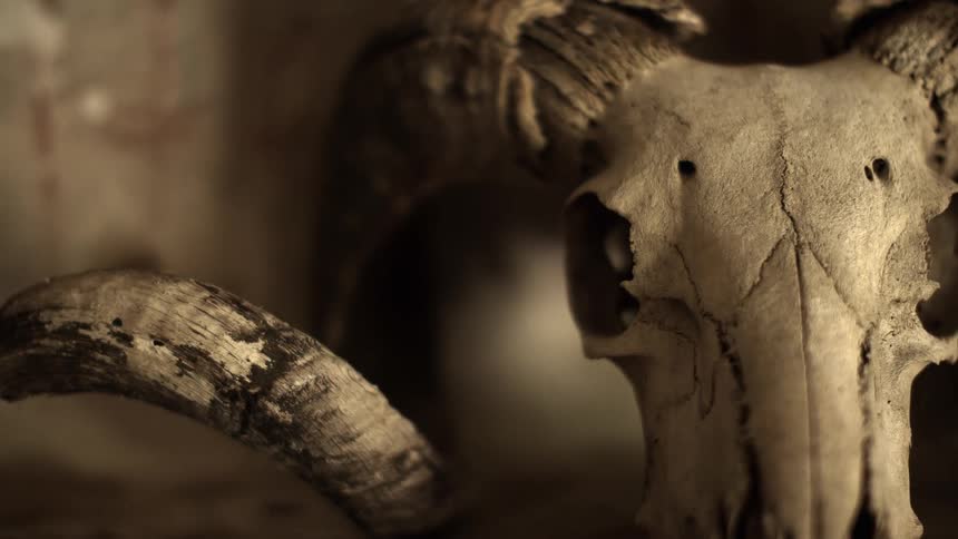 A close up of a ram skull