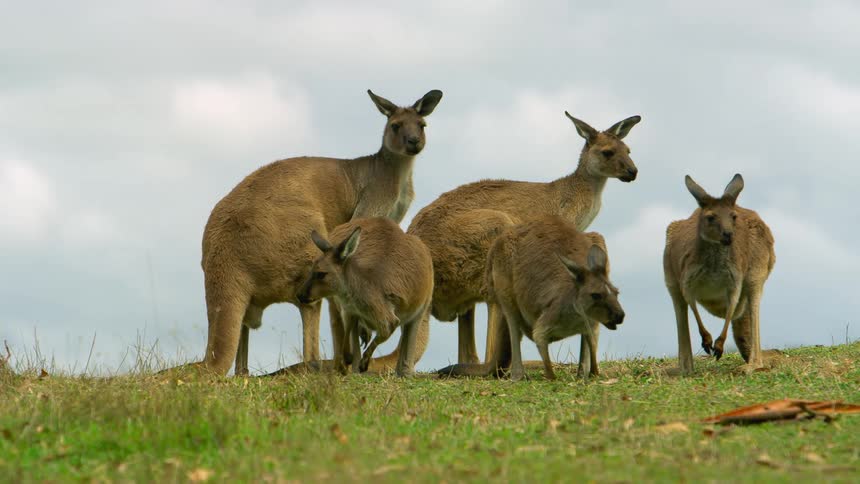 Kangaroos eat grass as they graze in a field