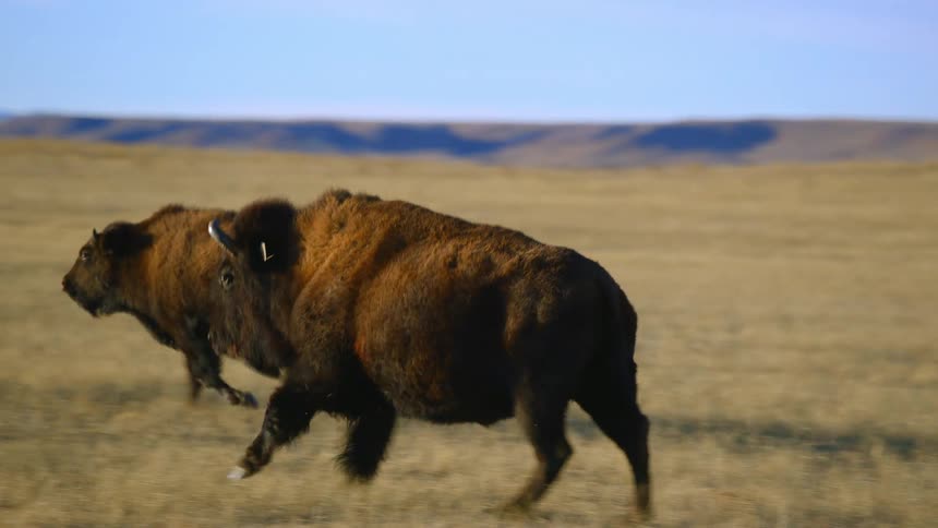 Living creature running