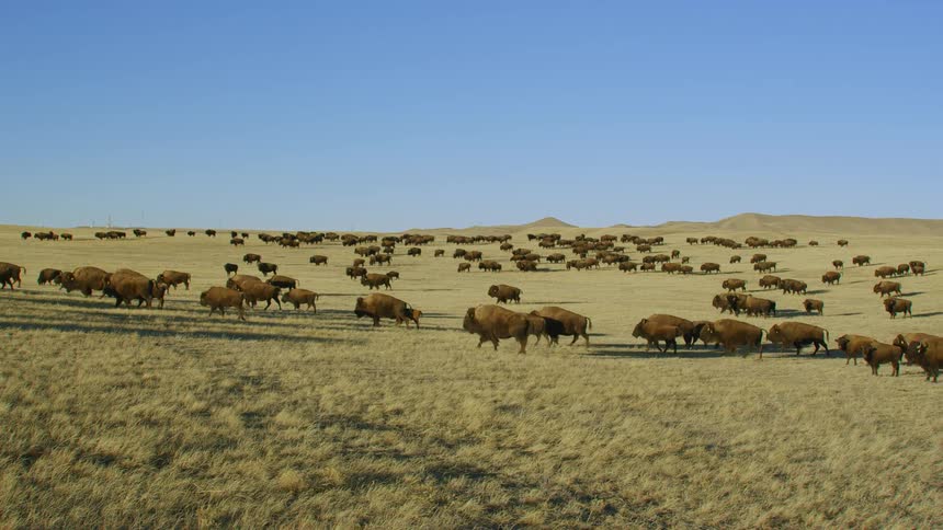 A herd of buffalo move across a yellow grass plain under a blue sky