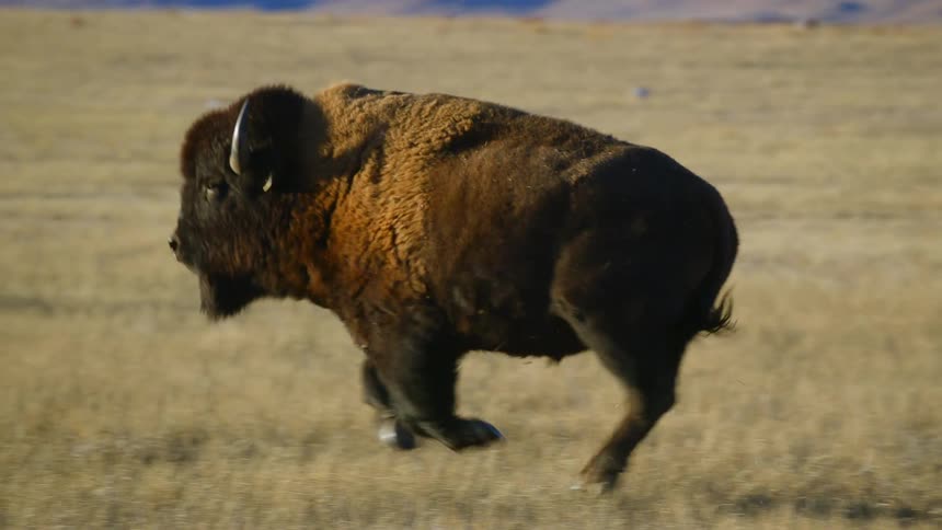 A herd of buffalo run on the field