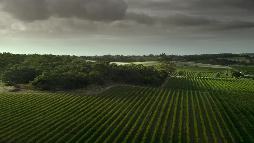 Grey clouds over lush green rows of crops