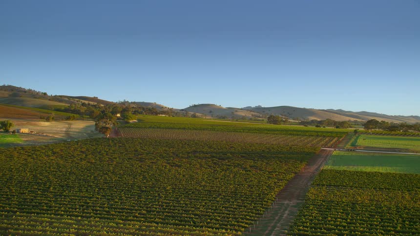 Crops on farmland