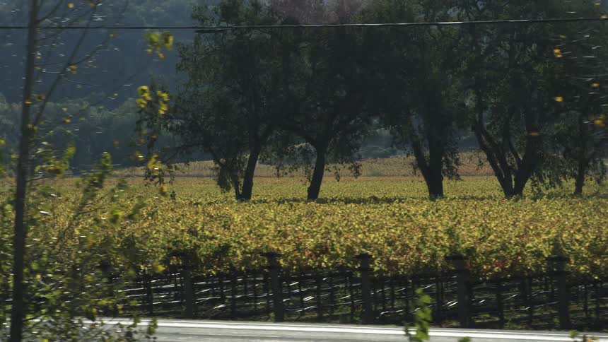 A vineyard with plants and trees