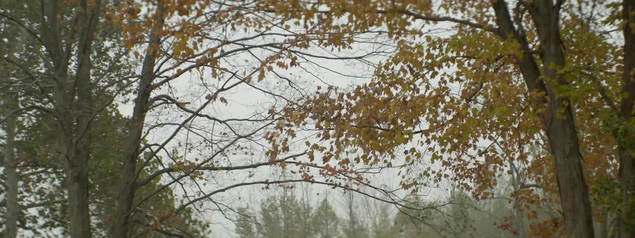Rainfall coming down over trees