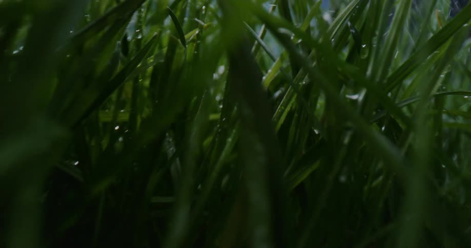 Grass with droplets of water