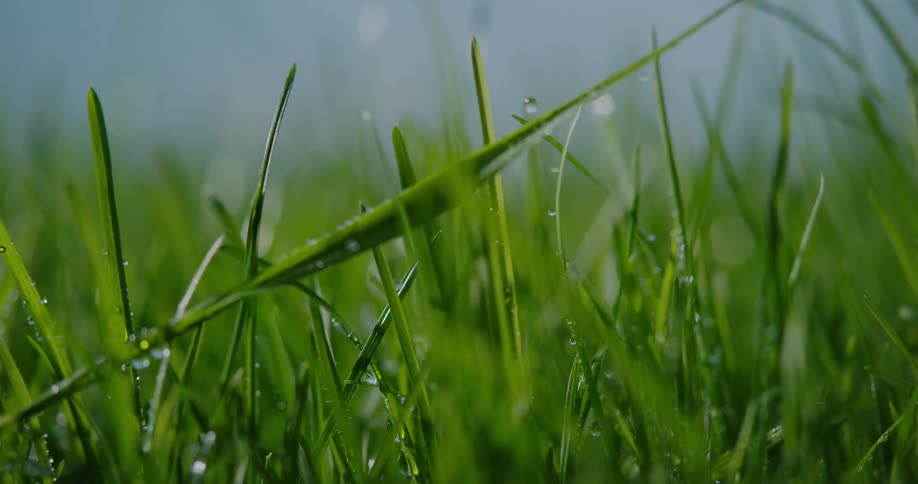 Rain drops fall down on some grass