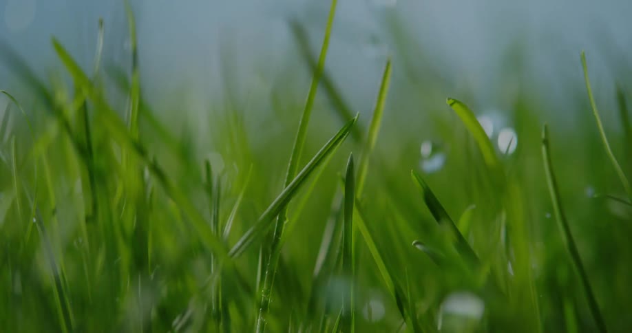 Drops of rain falling on to the grass