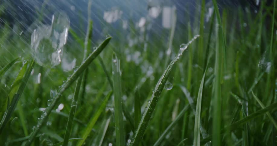 Raindrops are falling on the grass as it moves in the breeze