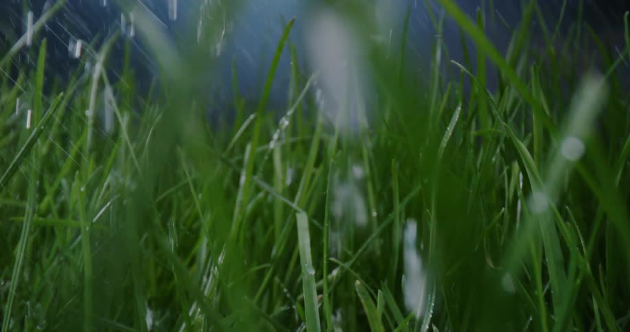 Grass with drips and droplets of water falling