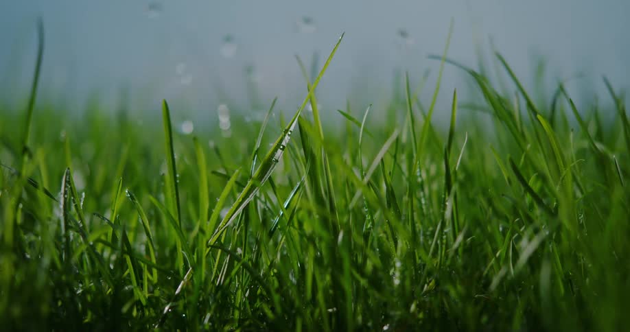 Rain slowly falls on the lawn
