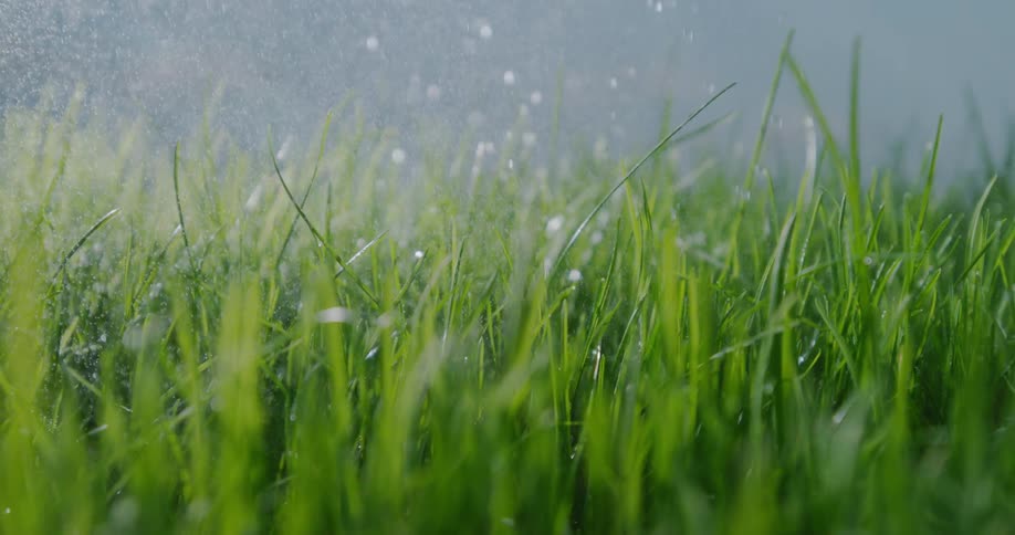 Raindrops are falling on the grass as it moves in the breeze