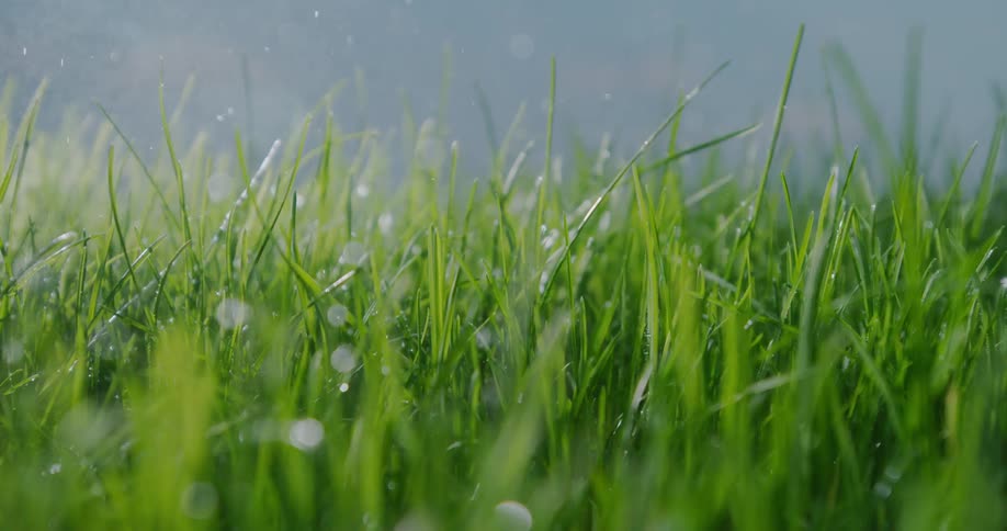 Rain is falling on fresh new grass